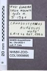 Etiketten zu Drapetes mordelloides (NHMW-ZOO-COL-0009895)